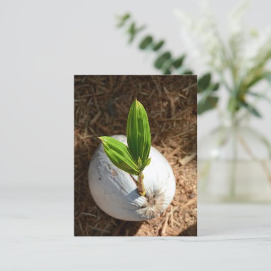 Coconut Palm Postkarte (Stehend Vorderseite)