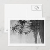 Coconut Palms - Hawaiianische Inseln Fotografie Postkarte (Vorne/Hinten)