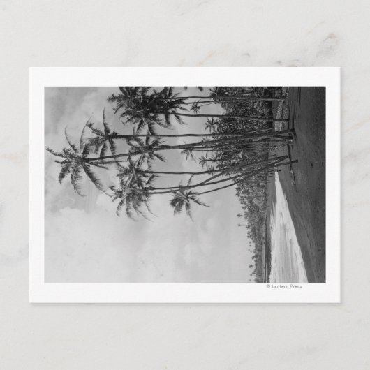Coconut Palms - Hawaiianische Inseln Fotografie Postkarte (Vorderseite)
