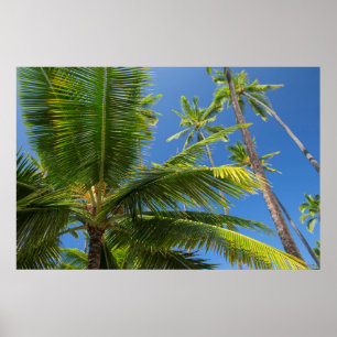 Coconut palms, Pu’uhonua o Honaunau 1 Poster