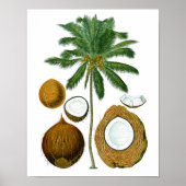 Coconut Tree Botanischer Ausdruck #1 Tropische Art Poster (Vorne)