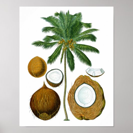 Coconut Tree Botanischer Ausdruck #1 Tropische Art Poster (Vorne)