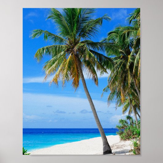 Coconut Tree Poster (Vorne)