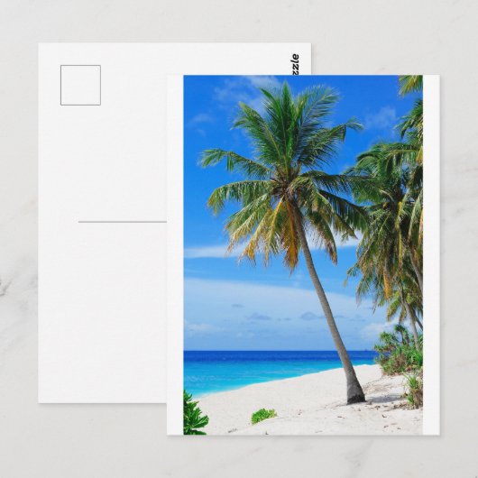 Coconut Tree Postkarte (Vorne/Hinten)