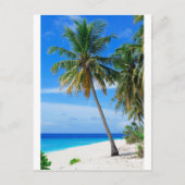 Coconut Tree Postkarte (Vorderseite)
