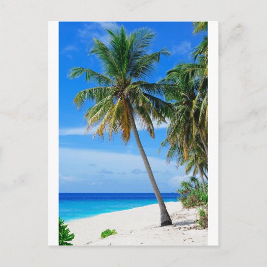 Coconut Tree Postkarte (Vorderseite)