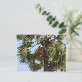 Coconut Tree Postkarte (Stehend Vorderseite)