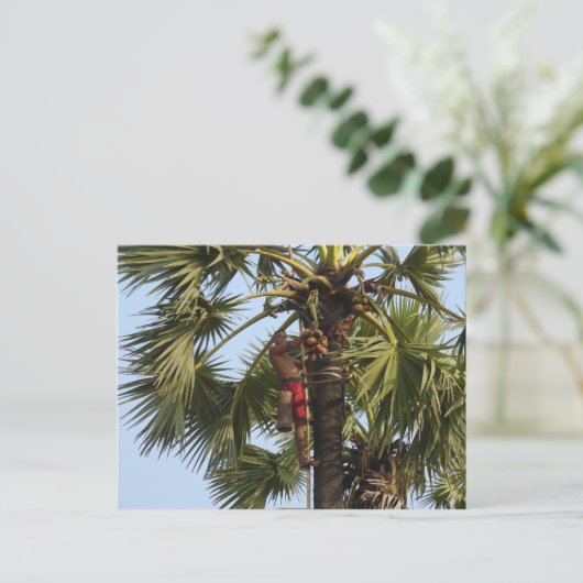 Coconut Tree Postkarte (Stehend Vorderseite)