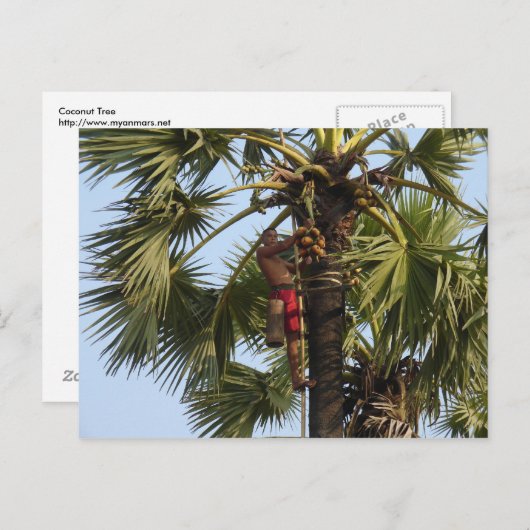 Coconut Tree Postkarte (Vorne/Hinten)