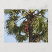Coconut Tree Postkarte (Vorderseite)