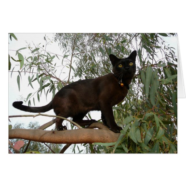 Cocos (Vorderseite (Horizontal))