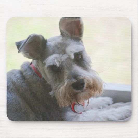 Cocos, MiniSchnauzer mousepad (Vorne)