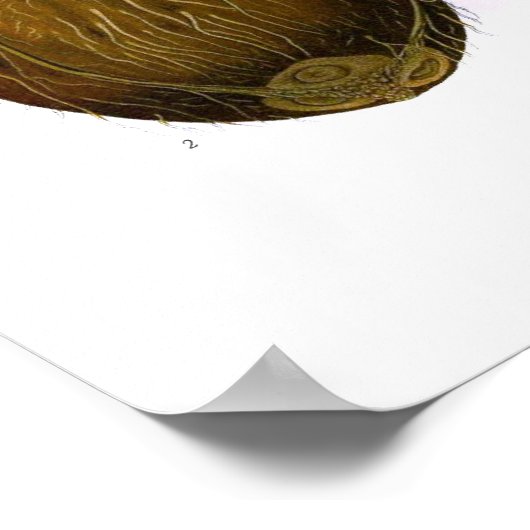 Cocos nucifera (Kokospalme) Poster (Ecke)