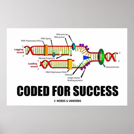 Coded for Success DNA Replication Spaß Poster (Vorne)