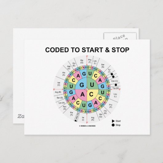 Codiert für Start und Stopp (Codon Wheel) Postkarte (Vorne/Hinten)
