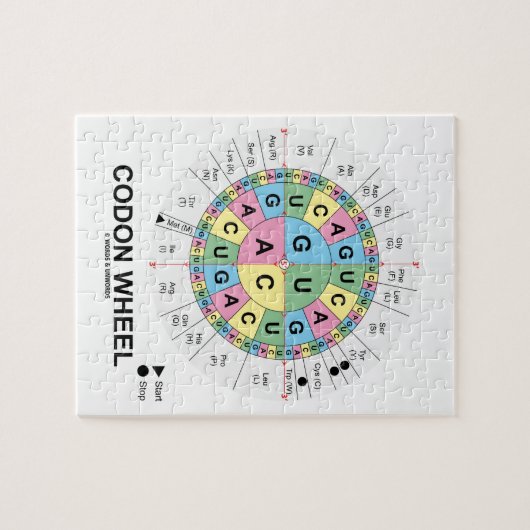 Codon-Rad (RNS Codons-Aminosäuren) Puzzle (Horizontal)