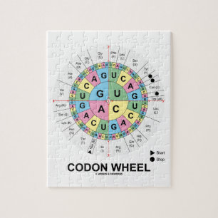 Codon-Rad (RNS Codons-Aminosäuren) Puzzle