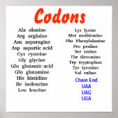 Codons Poster (Vorne)
