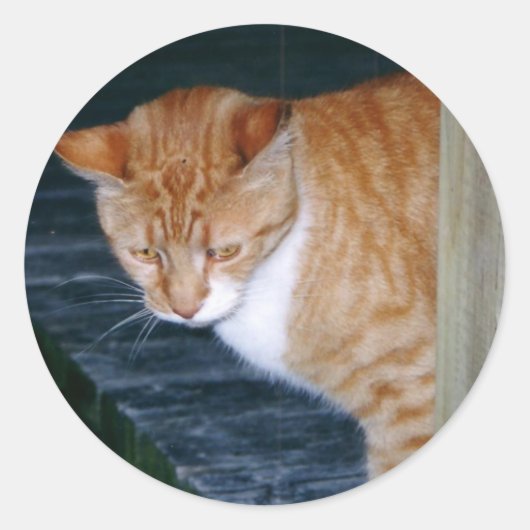 Cody the Cat Stickers (Vorderseite)