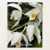 Coelogyne Mooreana Orchid Blooms Floral Planer (Vorderseite)