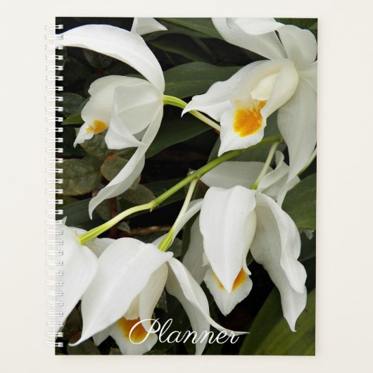 Coelogyne Mooreana Orchid Blooms Floral Planer (Vorderseite)