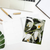 Coelogyne Mooreana Orchid Blooms Floral Planer