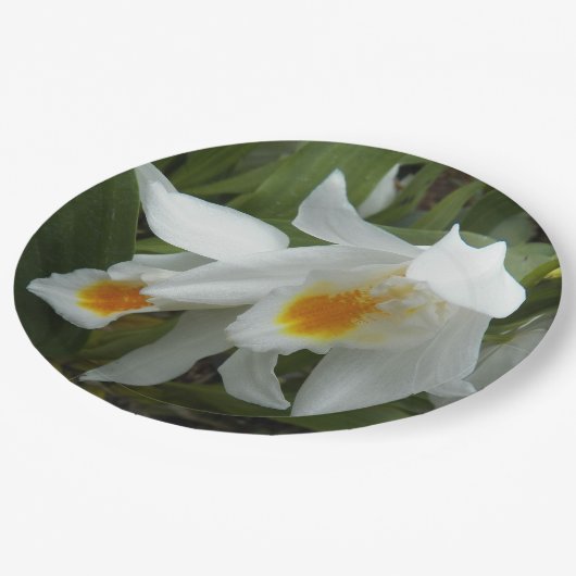 Coelogyne Mooreana Orchids Floral Pappteller (Schrägansicht)