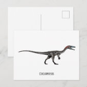 Coelophysis dinosaurier postkarte (Vorne/Hinten)