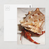 Coenobita violascens hermit crab baby postkarte (Vorne/Hinten)
