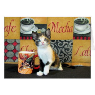 Coffe, Tee oder Meow - Leilani