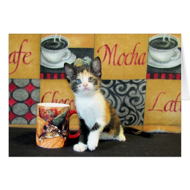 Coffe, Tee oder Meow - Leilani (Vorderseite (Horizontal))