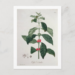 Coffea arabica von "Phytographie Medicale" von Jos Postkarte