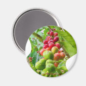 Coffee Tree Magnet (Vorderseite/Rückseite)