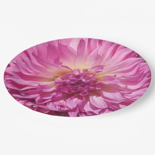 Cogniet Pappteller (Schrägansicht)