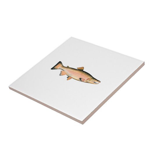 Coho - silberne Lachse (Phase laichend) Fliese (Seite)