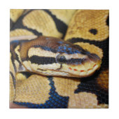 Coiled Ball Python Closeup Fliese (Vorderseite)