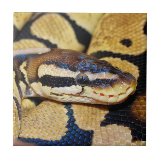 Coiled Ball Python Closeup Fliese (Vorderseite)