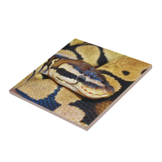 Coiled Ball Python Closeup Fliese (Seite)