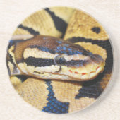 Coiled Ball Python Closeup Untersetzer (Vorne)