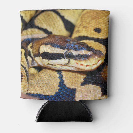 Coiled Ball Python Face Closeup Dosenkühler (Vorderseite)