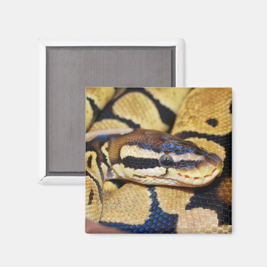 Coiled Ball Python, Head Closeup Magnet (Vorderseite/Rückseite)