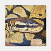 Coiled Ball Python, Head Closeup Magnet (Vorne)