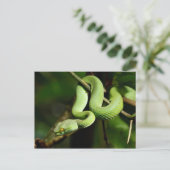 Coiled Green Tree Snake Postkarte (Stehend Vorderseite)