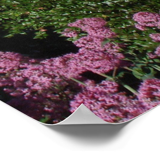 Coit Tower San Francisco Poster (Ecke)