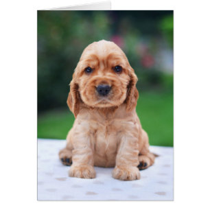 Coker Spaniel Puppy