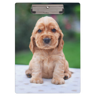 Coker Spaniel Puppy Klemmbrett
