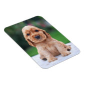 Coker Spaniel Puppy Magnet (Rechte Seite)