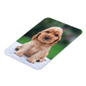 Coker Spaniel Puppy Magnet (Linke Seite)