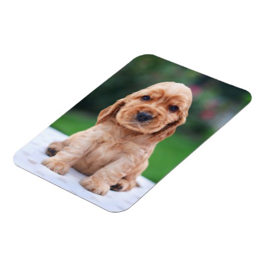 Coker Spaniel Puppy Magnet (Linke Seite)