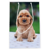 Coker Spaniel Puppy Mittlere Geschenktüte (Vorderseite)